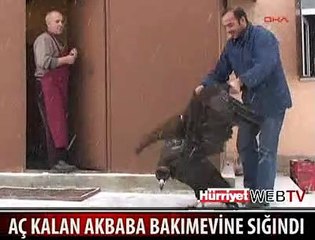 AÇ KALAN AKBABA BAKIMEVİNE SIĞINDI