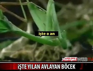 BÖCEK YILANI BÖYLE YEDİ