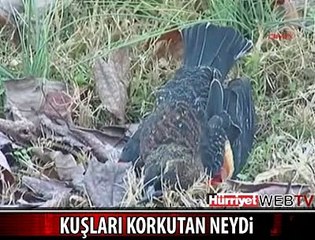 GÖKTEN ÖLÜ KUŞ YAĞDI