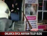 ONLARCA HAYVAN TELEF OLDU