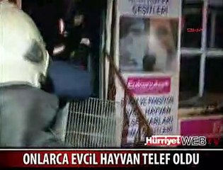 ONLARCA HAYVAN TELEF OLDU