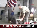 DEV KÖPEK BALIĞI YAKALANDI