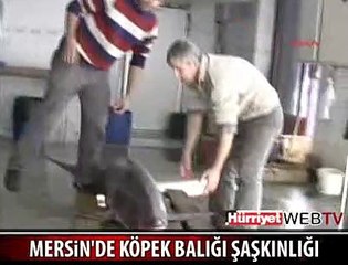 DEV KÖPEK BALIĞI YAKALANDI