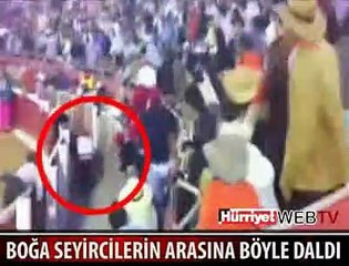 KIZGIN BOĞA SEYİRCİLERİN ARASINA DALDI