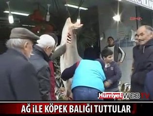 AĞ İLE KÖPEK BALIĞI TUTTULAR
