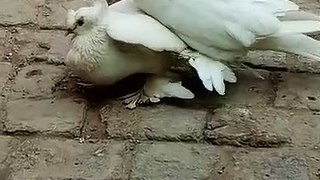 Beautiful white male and female pigeon playing