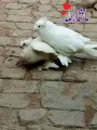 Beautiful white male and female pigeon playing