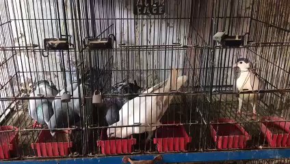 Top quality pigeon eating