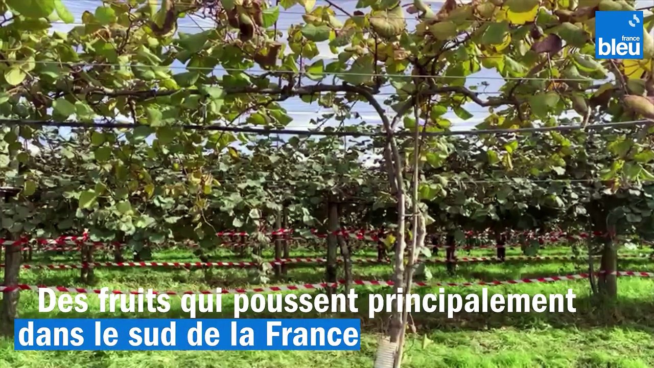 Le début de la cueillette des kiwis à Saint-Julien-de-Concelles
