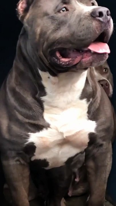 Respect for dog 