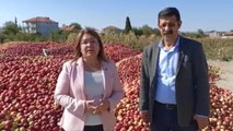 Denizli gündem haberleri... Gülizar Biçer Karaca: Çivril'deki Elma Ağaçları Teker Teker Sökülüyor