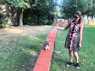 Un caniparc bientôt à Tournai aussi