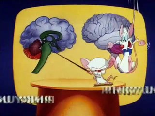 Pinky & der Brain Staffel 1 Folge 13 HD Deutsch