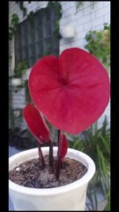 smart ideas 2023 for growing flowers and plants