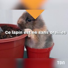 Ce petit lapin trop mignon n’a pas d’oreilles