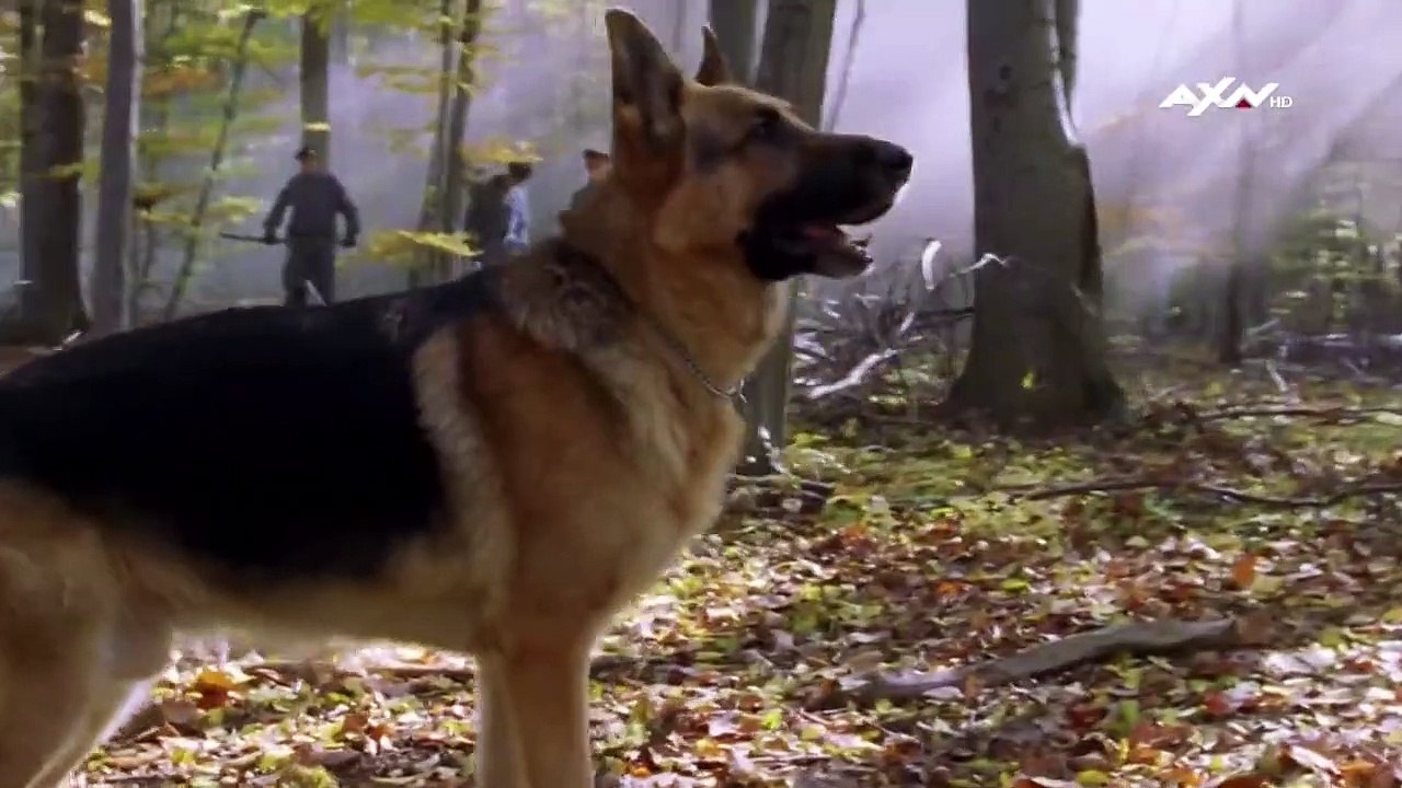 Kommissar Rex Staffel 10 Folge 1 HD Deutsch