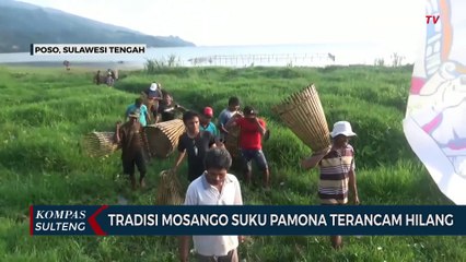 Tradisi Mosango Suku Pamona Terancam Hilang