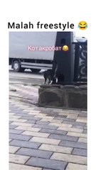 Freestyle walk cat - cute moment animals