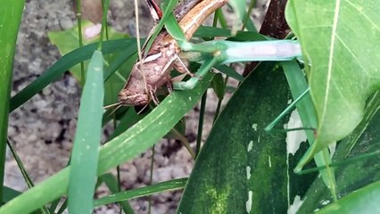 Ngeri!!!! detik-detik belalang sembah memangsa belalang biasa