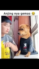 When dog eating - funny moment animals