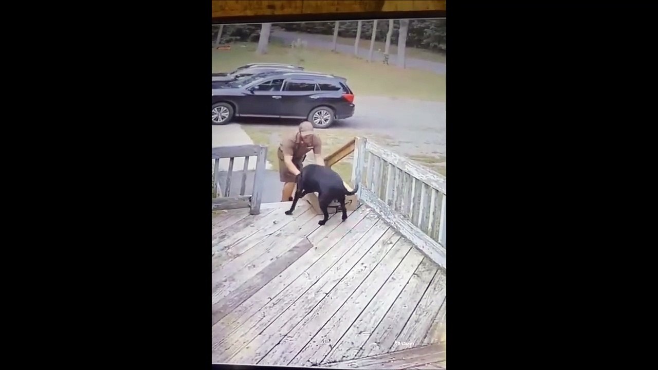 Ne jamais laisser son chien réceptionner les colis