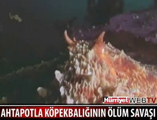 AHTAPOT KÖPEKBALIĞINI BÖYLE YEDİ
