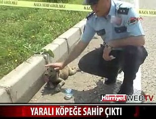 YARALI KÖPEĞE SAHİP ÇIKTI