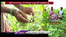 Ground Report _ Cotton Farmers Facing Problems With Pink Bollworm Attack _  Adilabad _ V6 News