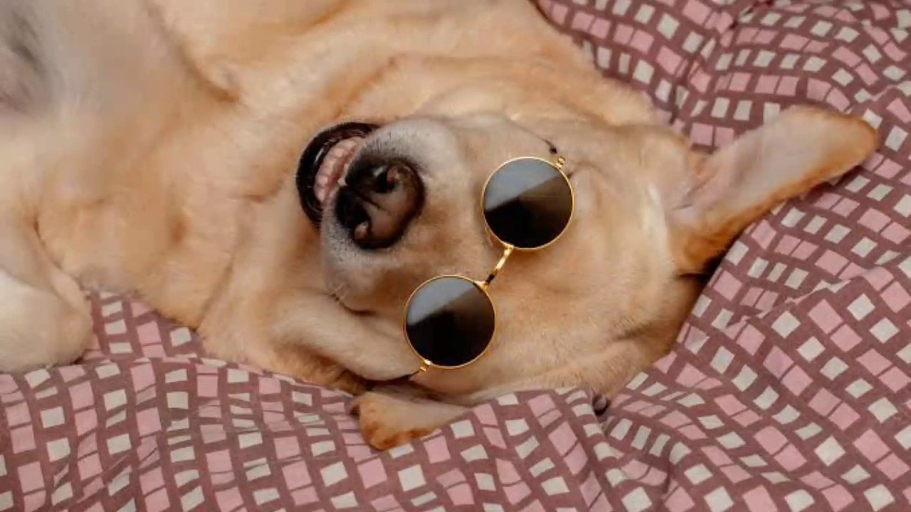 funny animal videos - part #019