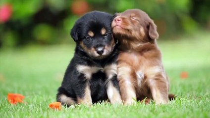 funny animals video dog and cat funny moment