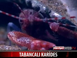 TABANCALI KARİDES