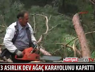 3 ASIRLIK DEV AĞAÇ YOLU KAPADI