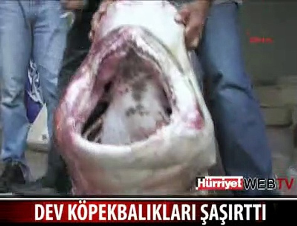 KÖPEKBALIKLARI KORKUTTU