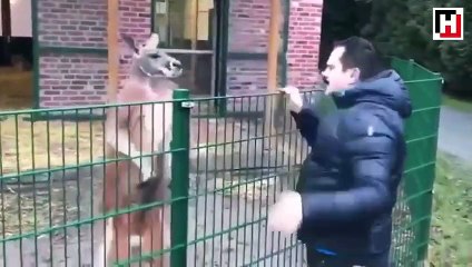 Turkish televangelist’s abuse of kangaroo stirs public outcry