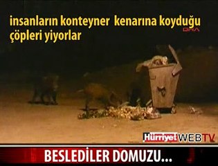 BODRUM'U DOMUZLAR BASTI