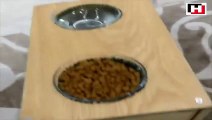 Turkish local makes special food bowl for cat with no forelegs