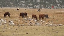 Antalya gündem: Antalya'nın 'vahşi güzelliği' yılkı atları turistlerin ilgi odağı oldu