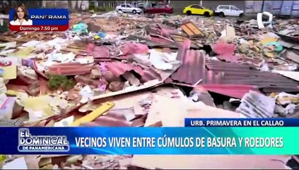 Callao: vecinos denuncian vivir entre cúmulos de basura y roedores en la urbanización primavera
