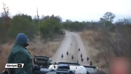 Safari turundaki turistlere leopar sürprizi
