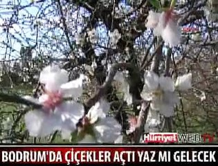 BODRUM'A BAHAR ŞİMDİDEN GELDİ
