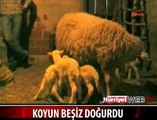 5 KUZU DOĞURAN KOYUN