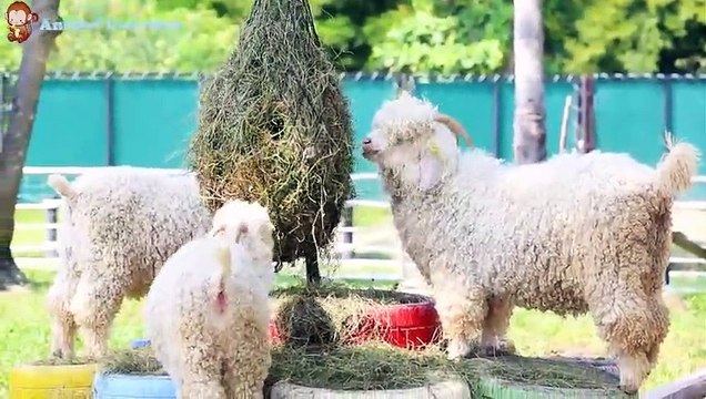 Lovely familiar animals, Vivid sounds of cows, cats, monkeys, sheep, goats, horses, dogs