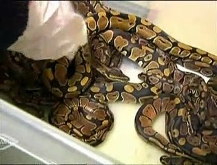 DÜNYA BU KAÇAKÇILIĞI KONUŞUYOR