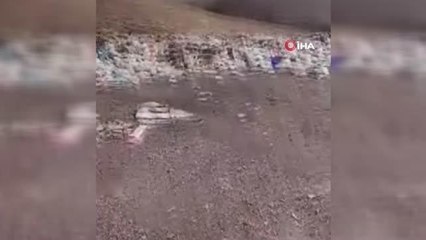 Yavru köpekler iple birbirine bağlanıp çöplüğe atıldı