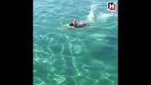 Hülya Avşar'ın yüzme videosu sosyal medyayı salladı!