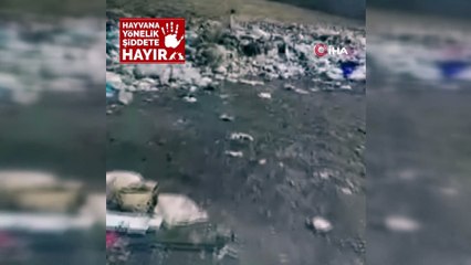 Bingöl'de yavru köpekler iple birbirine bağlanıp çöplüğe atıldı