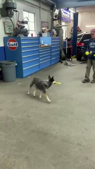 cute dog