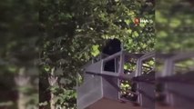 Batman haberi | Batman'da köpekten kaçan kedi ağaçta mahsur kaldı