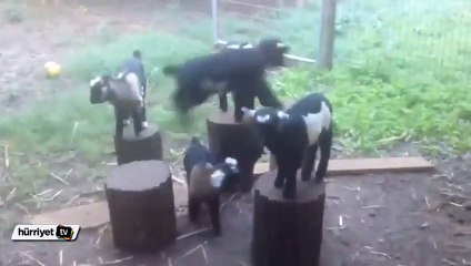 Keçilerin köşe kapmaca oyunu