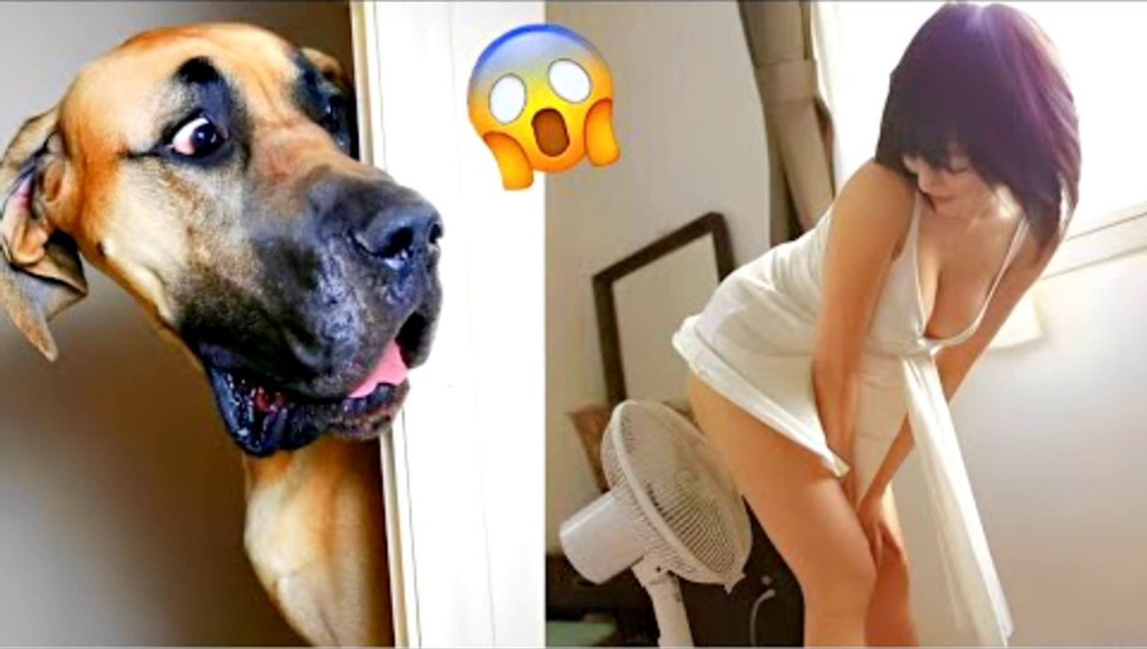 funny animal videos - part #020